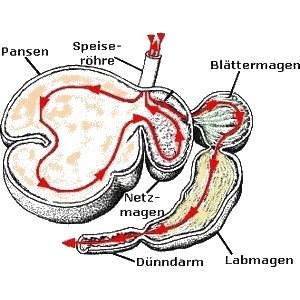 4-teiliger Magen Wiederkäuer