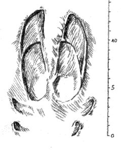 Trittsiegel Schwarzwild